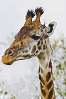 Framed Maasai Giraffe Feeding, Maasai Mara, Kenya