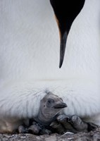 Framed King Penguin Chick Resting in Mother's Brood Pouch, Right Whale Bay, South Georgia Island, Antarctica