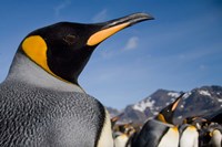 Framed King Penguins Along Shoreline in Massive Rookery, Saint Andrews Bay, South Georgia Island, Sub-Antarctica
