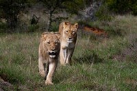 Framed Lion, Kariega Game Reserve, South Africa