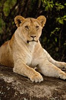 Framed Lion, Panthera leo, Serengeti National Park, Tanzania