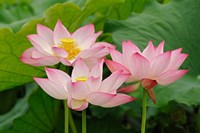 Framed Lotus flower, Nelumbo nucifera, China