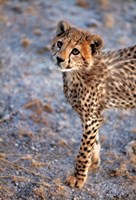 Framed Kenya, Cheetah in Amboseli National Park