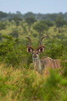 Framed Male greater kudu, Kruger National Park, South Africa
