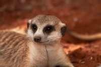 Framed Meerkat, Tiras Mountains, Southern Namibia