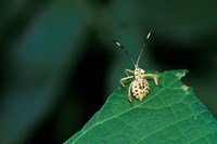 Framed Insect on Green Leaf, Gombe National Park, Tanzania