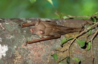 Framed Madagascar, Commerson's leaf-nosed bat wildlife