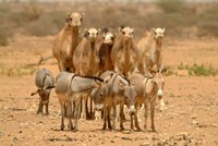 Framed Mauritania, Adrar, Camels and donkeys going to the well