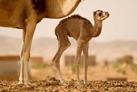 Framed Mauritania, Guelb Jmel, Little dromedary at the well