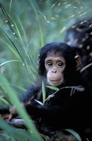 Framed Infant Chimpanzee, Tanzania