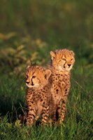Framed Cheetah cubs, Kenya