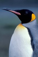 Framed King Penguin, South Georgia Island, Antarctica