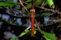 Framed Madagascar, Ankarana Reserve, Malagasy Dragonfly insect