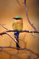 Framed Kenya. Red-throated bee eater bird-