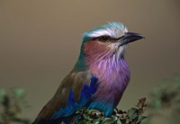 Framed Kenya, Masai Mara, Lilac-breasted Roller bird