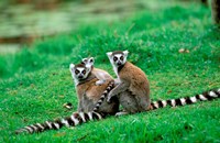 Framed Madagascar, Antananarivo, Ring-tailed lemur, primate