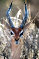 Framed Male Gerenuki with Large Eyes and Curved Horns, Kenya