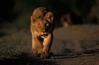 Framed Lion Cub Stalking, Masai Mara Game Reserve, Kenya