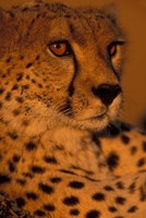 Framed Kenya, Masai Mara Game Reserve, Cheetah, sunset