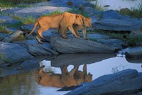 Framed Lion Pride along Rocky Bank, Telek River, Masai Mara Game Reserve, Kenya