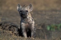 Framed Kenya, Masai Mara Game Reserve, Spotted Hyena wildlife