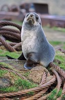 Framed Antarctic Fur Seal sitting on ropes, South Georgia, Sub-Antarctica