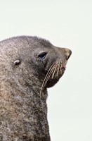 Framed Close up of Antarctic Fur Seal, South Georgia, Sub-Antarctica