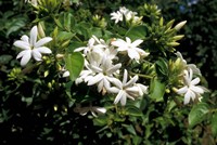 Framed Jasmine Flowers in Bloom, Madagascar