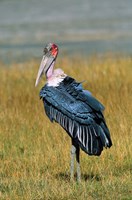 Framed Marabou Stork, Kenya