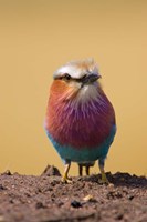 Framed Lilac-breasted Roller bird, Maasai Mara, Kenya