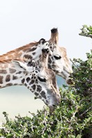 Framed Maasai Giraffe, Maasai Mara Game Reserve, Kenya