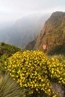 Framed Yellow flowers, Semien Mountains National Park, Ethiopia