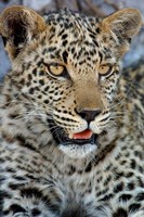 Framed Leopard Female Cub, Savuti Channal, Linyanti Area, Botswana