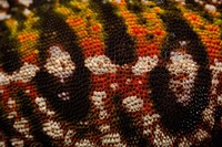Framed Jewel chameleon skin, lizard, MADAGASCAR