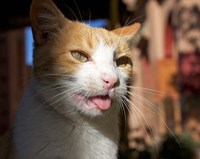 Framed Male, Orange Tabby Cat, Morocco