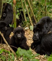 Framed Group of Gorillas, Volcanoes National Park, Rwanda