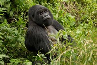 Framed Mountain Gorilla, Volcanoes National Park, Rwanda