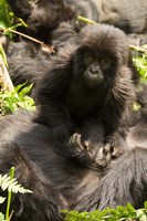 Framed Baby Mountain Gorilla, Volcanoes National Park, Rwanda