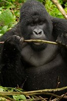 Framed Gorilla chewing, Volcanoes National Park, Rwanda