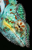Framed Panther Chameleon, Western Madagascar