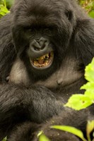 Framed Mountain Gorilla, Volcanoes NP, Rwanda