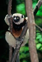 Framed Propithecus sifaka lemur, Madagascar