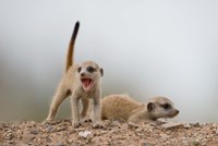 Framed Namibia, Keetmanshoop, Meerkat, mongoose, Namib Desert
