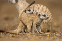 Framed Namibia, Keetmanshoop, Meerkat, Namib Desert, mongoose with babies