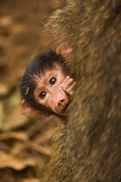 Framed Olive Baboon primates, Lake Manyara NP, Tanzania