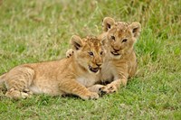 Framed Pair of lion cubs playing, Masai Mara Game Reserve, Kenya