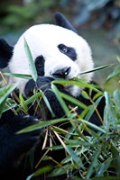 Framed Panda bear, Panda reserve