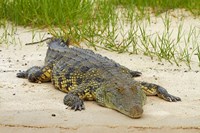 Framed Nile crocodile, Chobe River, Chobe NP, Kasane, Botswana, Africa