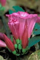 Framed Pink Flower with buds, Gombe National Park, Tanzania