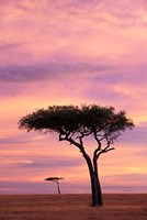 Framed Pair of Accasia Trees at dawn, Masai Mara, Kenya